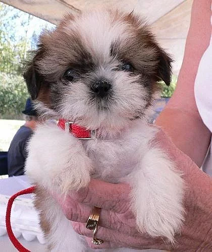 Shih tzu štěně