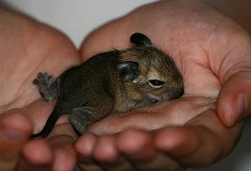 Osmák degu