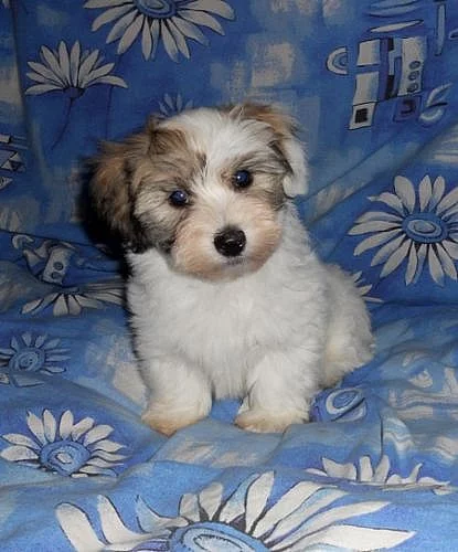 Coton de tulear