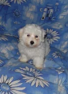 Coton de tulear