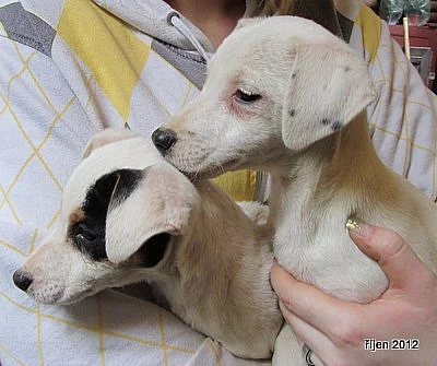 štěnátka jack russdll terier