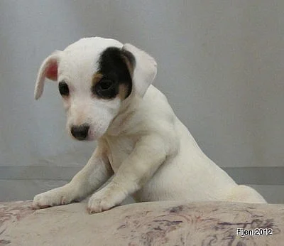 štěnátka jack russdll terier