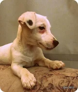 štěnátka jack russdll terier