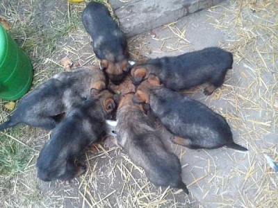 Německý ovčak - štěňata na prodej