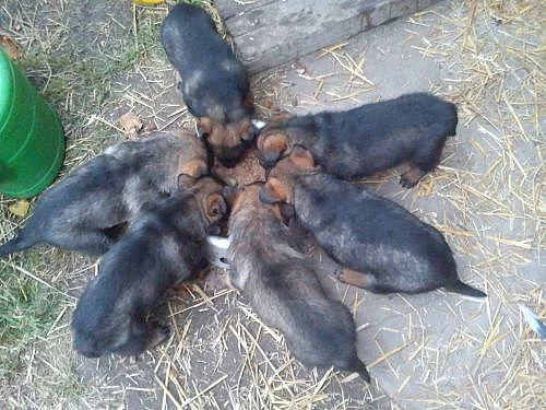 Německý ovčak - štěňata na prodej