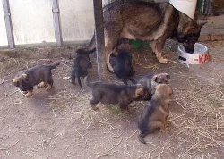 Německý ovčak - štěňata na prodej