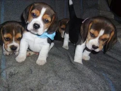 bígl štěnátka,beagle
