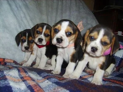 bígl štěnátka,beagle