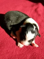 Boder collie s PP