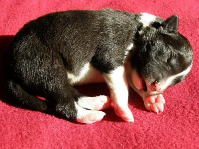 Boder collie s PP