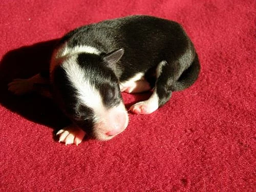 Boder collie s PP