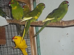 Kakariky