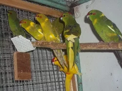 Kakariky