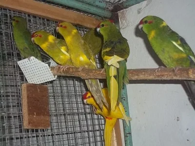 Kakariky