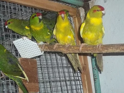 Kakariky