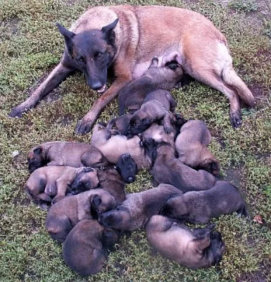 Štěňata BO malinois, pracovní krev