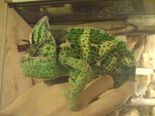 PRODÁM CHAMELEON JEMENSKÝ-páreček