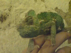 PRODÁM CHAMELEON JEMENSKÝ-páreček