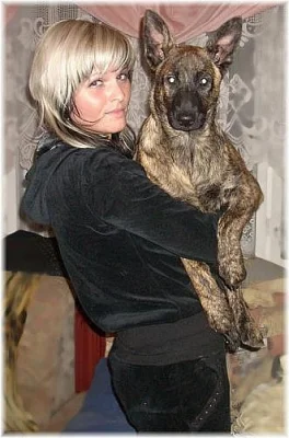 Fenky Holandského ovčáka