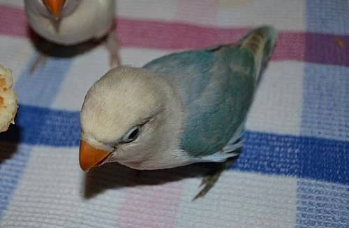 Ručně dokrmený agapornis