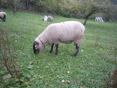 Prodám březí masnou ovci
