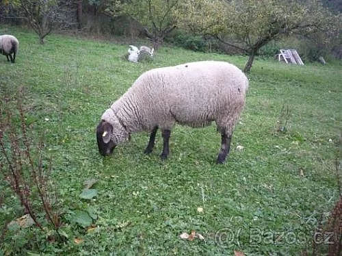 Prodám březí masnou ovci
