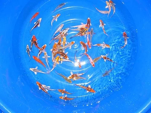 KOI JAPAN