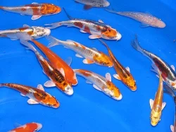 KOI JAPAN