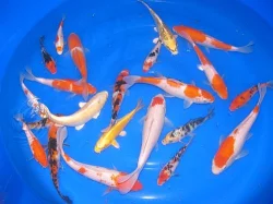 KOI JAPAN
