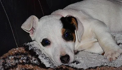 štěnátko jack russell terier