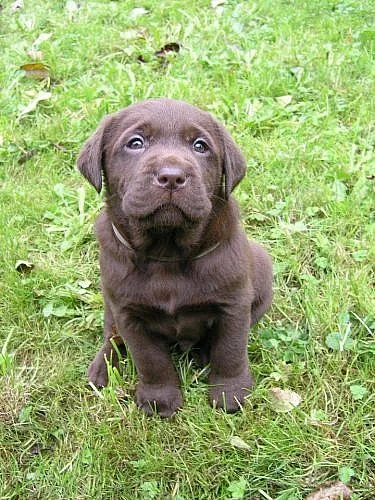 Čokoládová (tmavě hnědá) štěňátka labradora s PP
