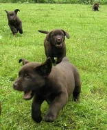 Čokoládová (tmavě hnědá) štěňátka labradora s PP