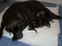 Čokoládová (tmavě hnědá) štěňátka labradora s PP