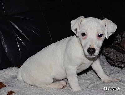 štěnátka jack russell terier