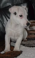 štěnátka jack russell terier