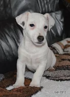 štěnátka jack russell terier