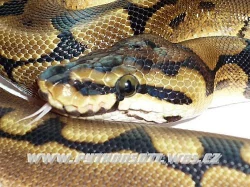 PYTHON REGIUS SPIDER  - ODCHOV 8/12