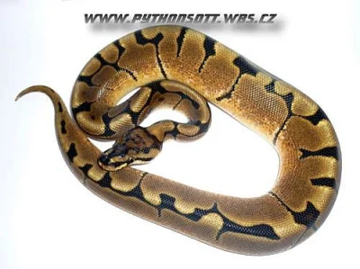 PYTHON REGIUS SPIDER  - ODCHOV 8/12