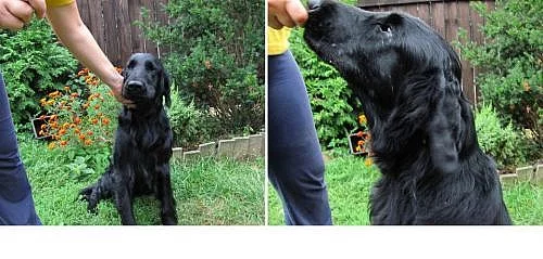 Flat coated retriever