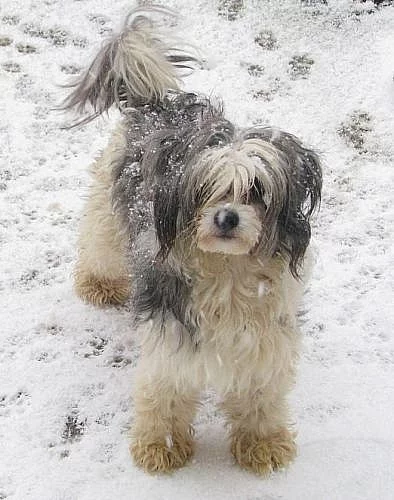 čínský chocholatý pes daruji