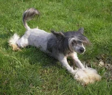 čínský chocholatý pes daruji