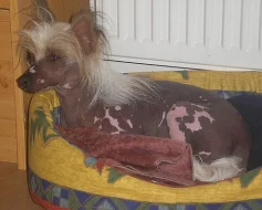 čínský chocholatý pes daruji