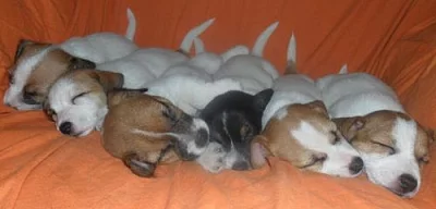 Jack Russell Teriér s pp