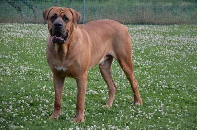 Tosa Inu - nabídka krytí Interšanpionem
