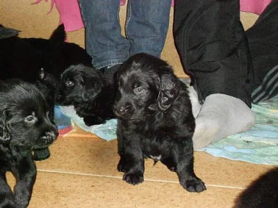 Flat coated retriever s PP