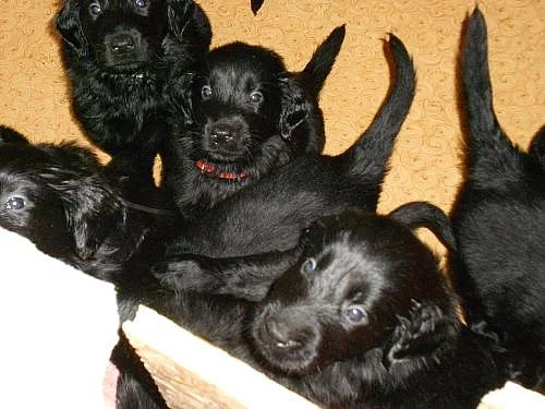 Flat coated retriever s PP