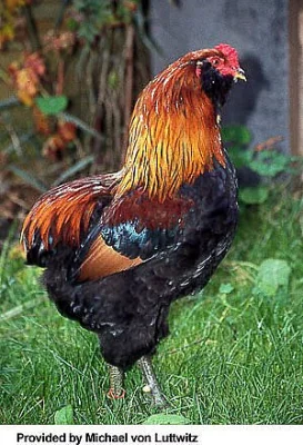 krásní kohoutci araucana levně prodám nebo vymě+ní
