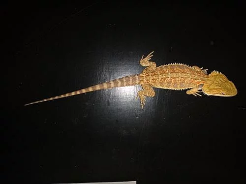 Agama vousatá
