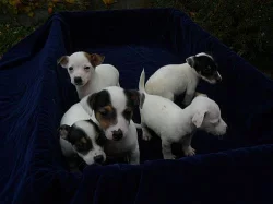 JACK RUSSELL TERIER