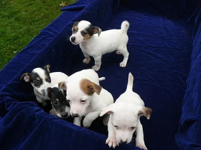 JACK RUSSELL TERIER